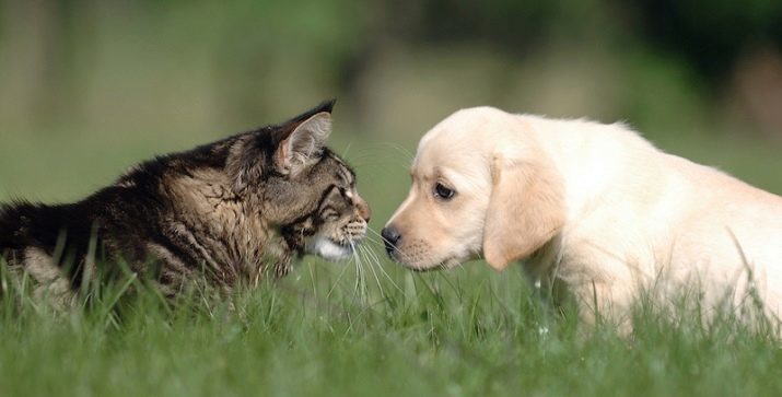 Як подружити кішку з собакою в квартирі? Як познайомити котеня з цуценям? Як їх примирити? Причини ворожнечі і суперництва