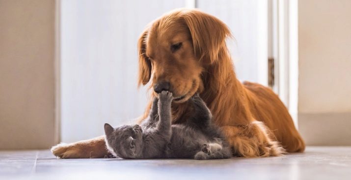 Як подружити кішку з собакою в квартирі? Як познайомити котеня з цуценям? Як їх примирити? Причини ворожнечі і суперництва