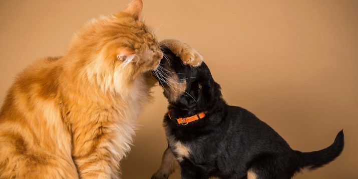 Як подружити кішку з собакою в квартирі? Як познайомити котеня з цуценям? Як їх примирити? Причини ворожнечі і суперництва