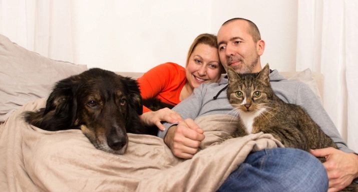 Як подружити кішку з собакою в квартирі? Як познайомити котеня з цуценям? Як їх примирити? Причини ворожнечі і суперництва