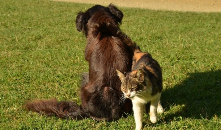 Як подружити кішку з собакою в квартирі? Як познайомити котеня з цуценям? Як їх примирити? Причини ворожнечі і суперництва