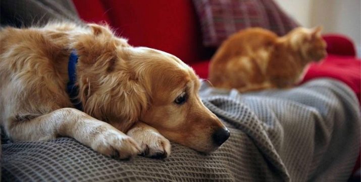 Як подружити кішку з собакою в квартирі? Як познайомити котеня з цуценям? Як їх примирити? Причини ворожнечі і суперництва