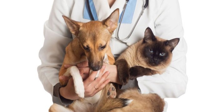 Як подружити кішку з собакою в квартирі? Як познайомити котеня з цуценям? Як їх примирити? Причини ворожнечі і суперництва