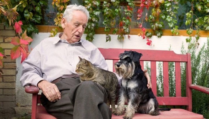 Як подружити кішку з собакою в квартирі? Як познайомити котеня з цуценям? Як їх примирити? Причини ворожнечі і суперництва