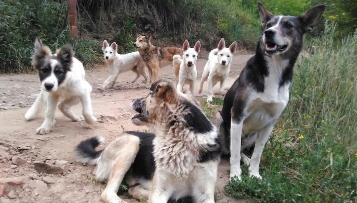 Як подружити кішку з собакою в квартирі? Як познайомити котеня з цуценям? Як їх примирити? Причини ворожнечі і суперництва