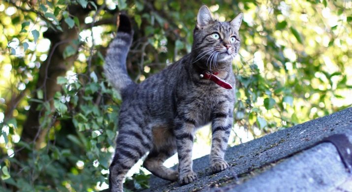 Як подружити кішку з собакою в квартирі? Як познайомити котеня з цуценям? Як їх примирити? Причини ворожнечі і суперництва