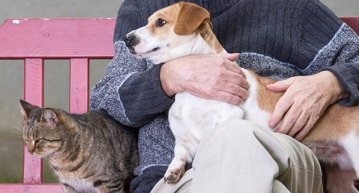 Як подружити кішку з собакою в квартирі? Як познайомити котеня з цуценям? Як їх примирити? Причини ворожнечі і суперництва