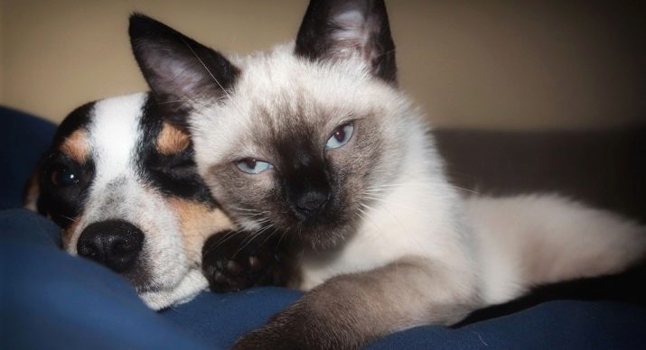 Як подружити кішку з собакою в квартирі? Як познайомити котеня з цуценям? Як їх примирити? Причини ворожнечі і суперництва