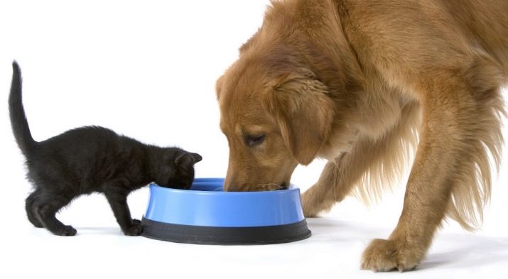 Як подружити кішку з собакою в квартирі? Як познайомити котеня з цуценям? Як їх примирити? Причини ворожнечі і суперництва
