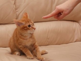 Як подружити кішку з собакою в квартирі? Як познайомити котеня з цуценям? Як їх примирити? Причини ворожнечі і суперництва