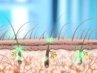 Як пофарбувати волосся хною? 57 фото Як її правильно розводити і наносити в домашніх умовах? Як часто можна фарбувати волосся?