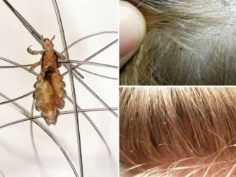 Як пофарбувати волосся хною? 57 фото Як її правильно розводити і наносити в домашніх умовах? Як часто можна фарбувати волосся?