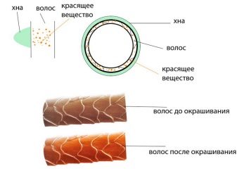 Як пофарбувати волосся хною? 57 фото Як її правильно розводити і наносити в домашніх умовах? Як часто можна фарбувати волосся?