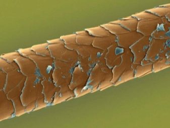 Як пофарбувати волосся хною? 57 фото Як її правильно розводити і наносити в домашніх умовах? Як часто можна фарбувати волосся?