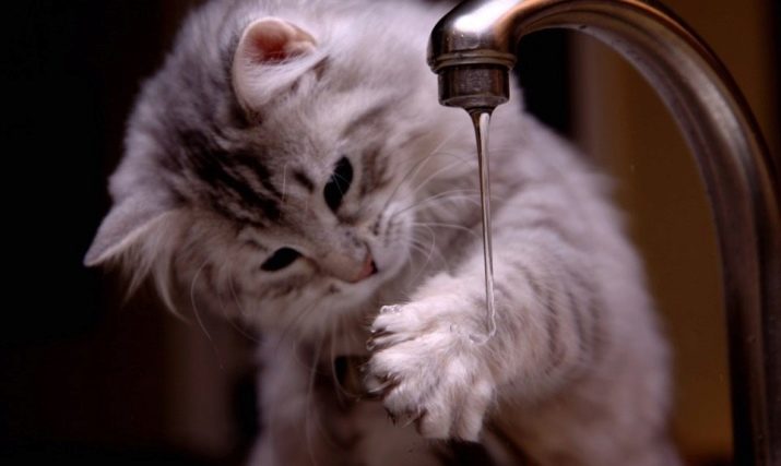 Як помити кота, якщо він боїться води і дряпається? Причини та ознаки страх води. Які пристосування необхідні в цьому випадку?