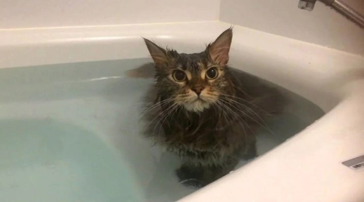 Як помити кота, якщо він боїться води і дряпається? Причини та ознаки страх води. Які пристосування необхідні в цьому випадку?