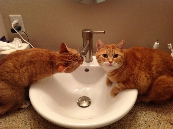 Як помити кота, якщо він боїться води і дряпається? Причини та ознаки страх води. Які пристосування необхідні в цьому випадку?