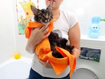 Як помити кота, якщо він боїться води і дряпається? Причини та ознаки страх води. Які пристосування необхідні в цьому випадку?