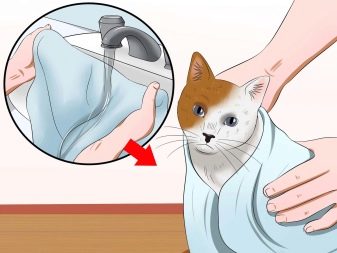 Як помити кота, якщо він боїться води і дряпається? Причини та ознаки страх води. Які пристосування необхідні в цьому випадку?