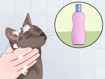 Як помити кота, якщо він боїться води і дряпається? Причини та ознаки страх води. Які пристосування необхідні в цьому випадку?