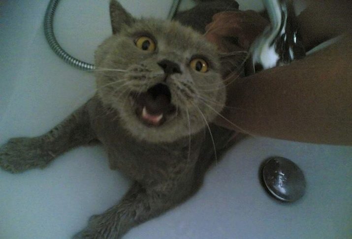 Як помити кота, якщо він боїться води і дряпається? Причини та ознаки страх води. Які пристосування необхідні в цьому випадку?