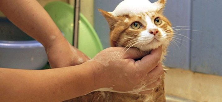 Як помити кота, якщо він боїться води і дряпається? Причини та ознаки страх води. Які пристосування необхідні в цьому випадку?