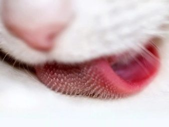 Як помити кота, якщо він боїться води і дряпається? Причини та ознаки страх води. Які пристосування необхідні в цьому випадку?