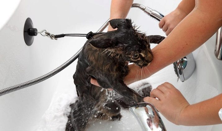 Як помити кота, якщо він боїться води і дряпається? Причини та ознаки страх води. Які пристосування необхідні в цьому випадку?