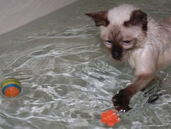 Як помити кота, якщо він боїться води і дряпається? Причини та ознаки страх води. Які пристосування необхідні в цьому випадку?