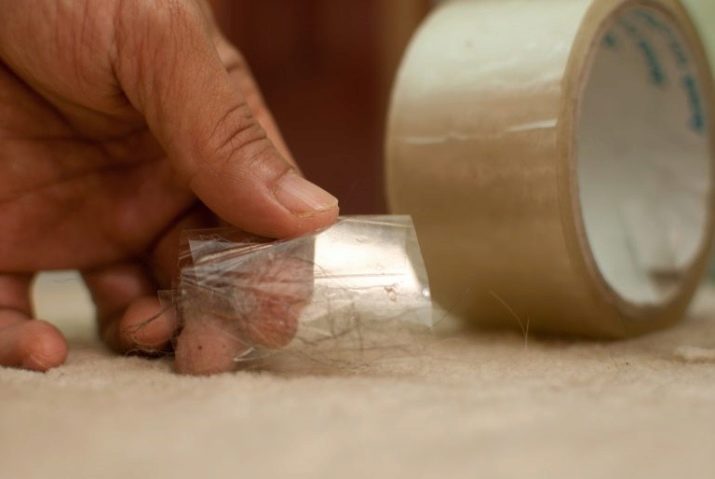 Як позбутися від котячої шерсті? Методи, з допомогою яких можна швидко прибрати шерсть кішки і кота в квартирі