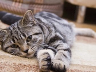 Як позбутися від котячої шерсті? Методи, з допомогою яких можна швидко прибрати шерсть кішки і кота в квартирі