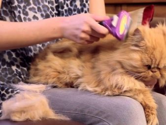 Як позбутися від котячої шерсті? Методи, з допомогою яких можна швидко прибрати шерсть кішки і кота в квартирі