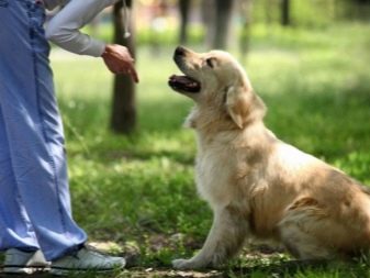 Як спілкуватися собаку? Соціалізація дорослих собак та цуценят. Як правильно привчити псових до людей?