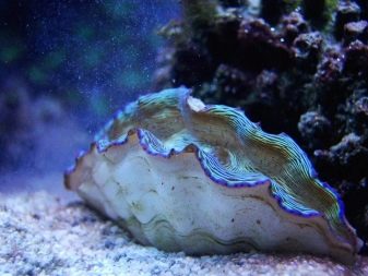 Як утворюється перли? Звідки він береться в раковинах? Як його вирощують? Особливості освіти в молюска