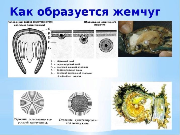 Як утворюється перли? Звідки він береться в раковинах? Як його вирощують? Особливості освіти в молюска