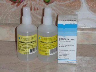 Як в домашніх умовах підстригти кота? Як правильно підстригти кішку ножицями в домашніх умовах? Як самостійно зробити стрижку для пухнастого кота?