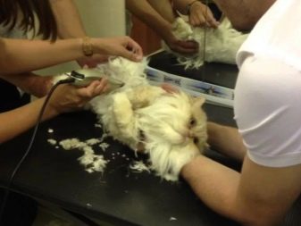 Як в домашніх умовах підстригти кота? Як правильно підстригти кішку ножицями в домашніх умовах? Як самостійно зробити стрижку для пухнастого кота?