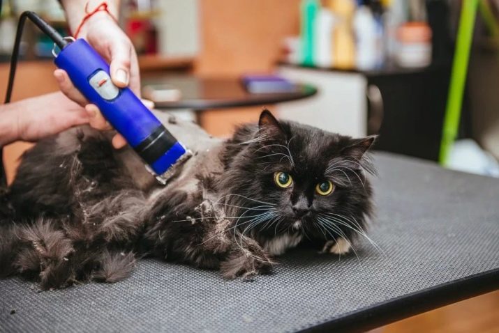 Як в домашніх умовах підстригти кота? Як правильно підстригти кішку ножицями в домашніх умовах? Як самостійно зробити стрижку для пухнастого кота?