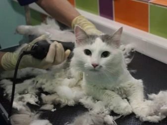 Як в домашніх умовах підстригти кота? Як правильно підстригти кішку ножицями в домашніх умовах? Як самостійно зробити стрижку для пухнастого кота?