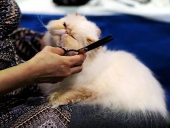 Як в домашніх умовах підстригти кота? Як правильно підстригти кішку ножицями в домашніх умовах? Як самостійно зробити стрижку для пухнастого кота?