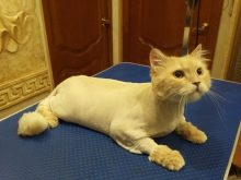 Як в домашніх умовах підстригти кота? Як правильно підстригти кішку ножицями в домашніх умовах? Як самостійно зробити стрижку для пухнастого кота?
