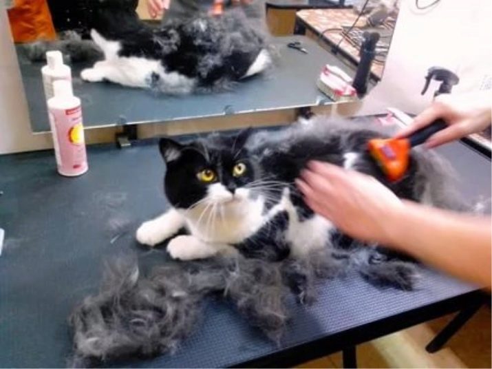 Як в домашніх умовах підстригти кота? Як правильно підстригти кішку ножицями в домашніх умовах? Як самостійно зробити стрижку для пухнастого кота?
