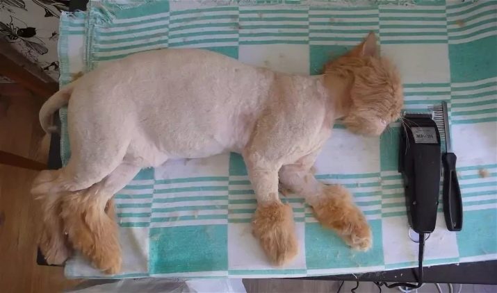 Як в домашніх умовах підстригти кота? Як правильно підстригти кішку ножицями в домашніх умовах? Як самостійно зробити стрижку для пухнастого кота?