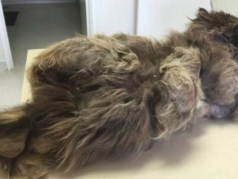 Як в домашніх умовах підстригти кота? Як правильно підстригти кішку ножицями в домашніх умовах? Як самостійно зробити стрижку для пухнастого кота?