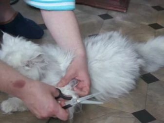 Як в домашніх умовах підстригти кота? Як правильно підстригти кішку ножицями в домашніх умовах? Як самостійно зробити стрижку для пухнастого кота?