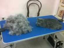 Як в домашніх умовах підстригти кота? Як правильно підстригти кішку ножицями в домашніх умовах? Як самостійно зробити стрижку для пухнастого кота?
