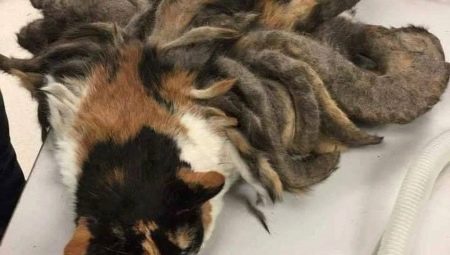 Як в домашніх умовах прибрати у кота ковтуни? Як видалити килими з вовни у кішки? Пристрій для вичісування колтунов у пухнастого кота