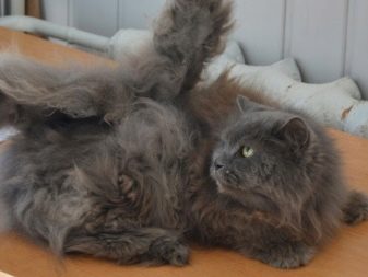 Як в домашніх умовах прибрати у кота ковтуни? Як видалити килими з вовни у кішки? Пристрій для вичісування колтунов у пухнастого кота