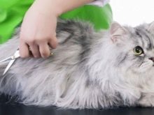 Як в домашніх умовах прибрати у кота ковтуни? Як видалити килими з вовни у кішки? Пристрій для вичісування колтунов у пухнастого кота