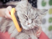 Як в домашніх умовах прибрати у кота ковтуни? Як видалити килими з вовни у кішки? Пристрій для вичісування колтунов у пухнастого кота